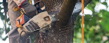 Best Tree Maintenance Programs  in Desert Hot Springs, CA