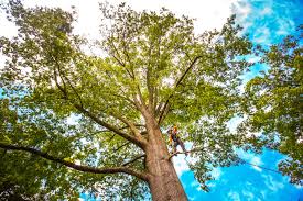 Mulching Services in Desert Hot Springs, CA