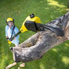 Best Commercial Tree Services  in Desert Hot Springs, CA