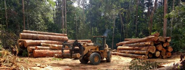 Best Arborist Consultation Services  in Desert Hot Springs, CA