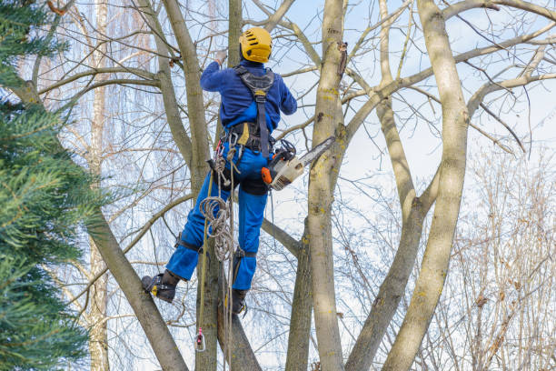 Best Storm Damage Tree Cleanup  in Desert Hot Springs, CA