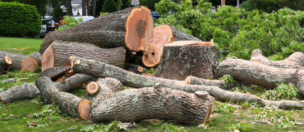 Best Stump Grinding and Removal  in Desert Hot Springs, CA