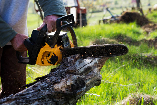 How Our Tree Care Process Works  in  Desert Hot Springs, CA