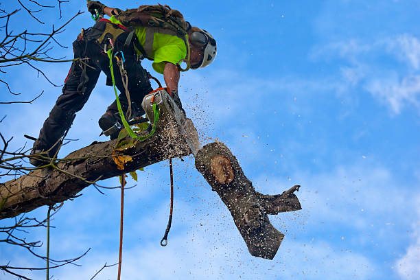 Reliable Desert Hot Springs, CA Tree Care Solutions