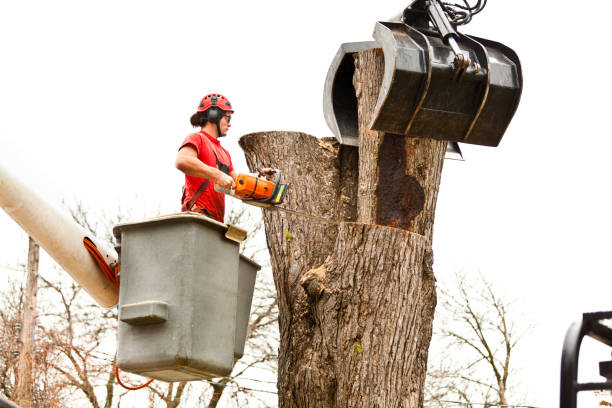 Best Fruit Tree Pruning  in Desert Hot Springs, CA